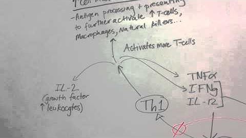 T-Cell Differentiation to Th1 or Th2