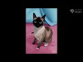 The Staring Cici Timelapse
