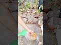 Helping Birds Beat the Heat | Water for Birds in Summer 🐦💧