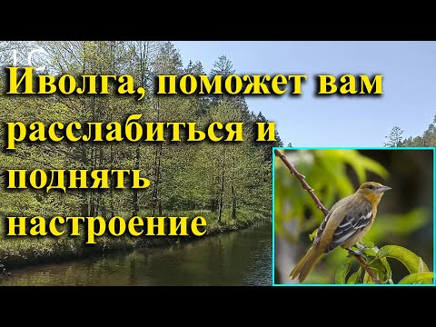 Видео: Наполните сердце теплотой и умиротворением.  #музыкадлясна