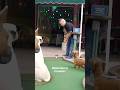 Luckiest Shots You’ll Ever Watch 🤯 #minigolfing #minigolf #golf #golfshorts