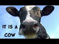 Animal Sound Game: Guess the sound : Listening skill Game for all ages #english #preschool #farm
