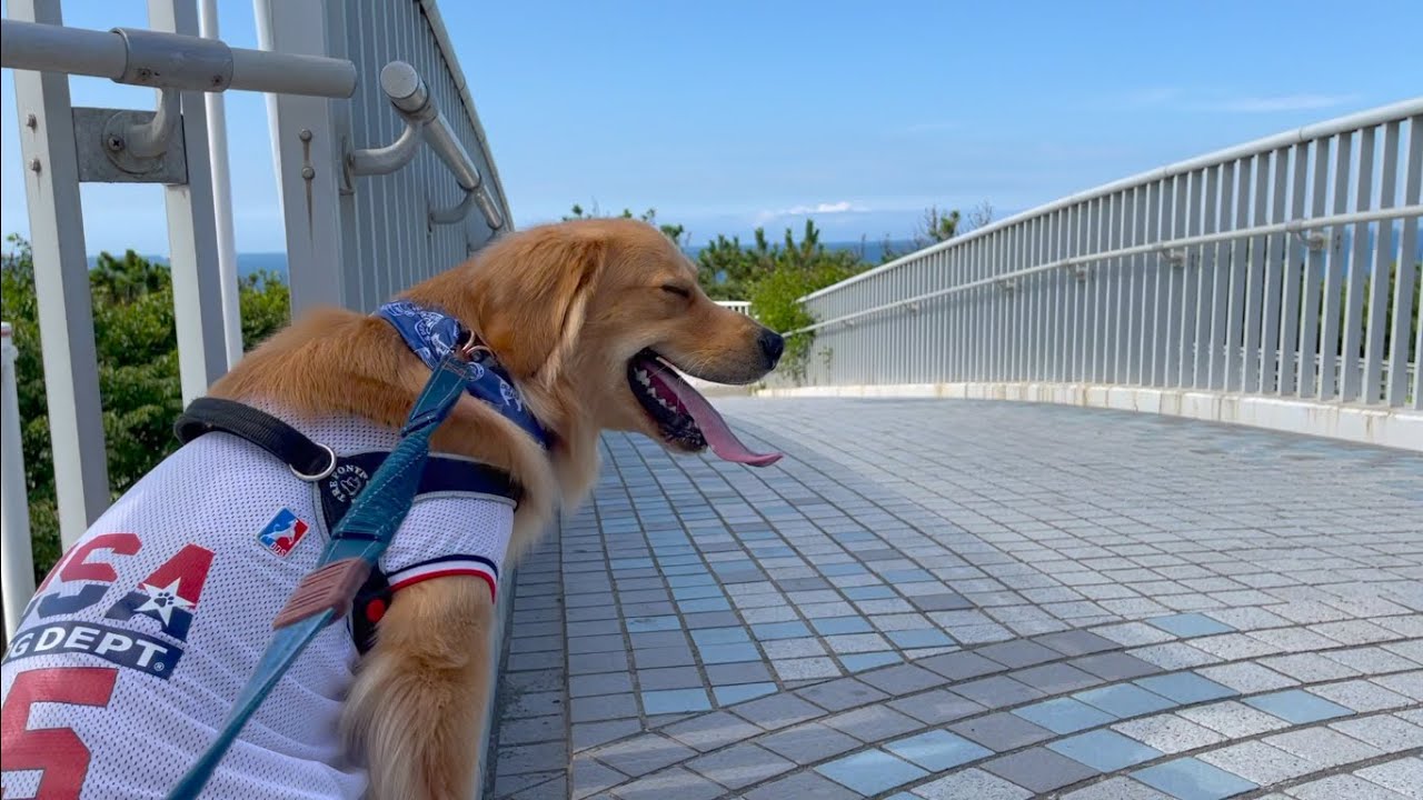 愛犬と湘南のビーチへ行ってきた（辻堂海水浴場）