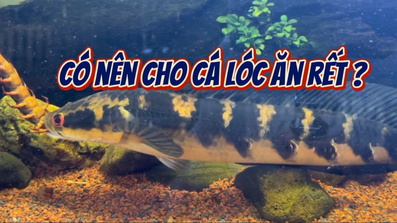CÓ NÊN CHO CÁ LÓC ĂN RẾT / CHIA SẺ KINH NGHIỆM NUÔI CÁ LÓC - YouTube