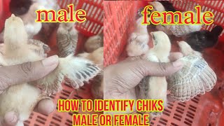 How to identify chick male or female | chick male female difference #murghi #murgi #aseel #chick