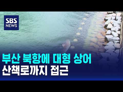 Large shark spotted in Busan North Port..approached the walking trail / SBS