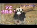 8/27シャンシャン氷に大興奮！逃げる氷に「こら待て〜！！！」上野動物園【パンダ生活チャンネル】