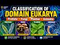 Classification of Domain Eukarya | Protista, Fungi, Plantae & Animalia Explained