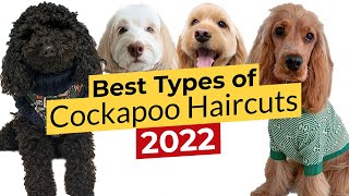 Best Types of Cockapoo Haircuts  Puppy, Teddy Bear, Cocker Spaniel, Lamb, Summer