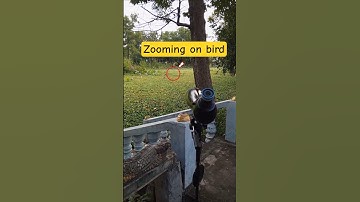 Zooming on bird through spotting scope #ZoomingSeries #zoomtest