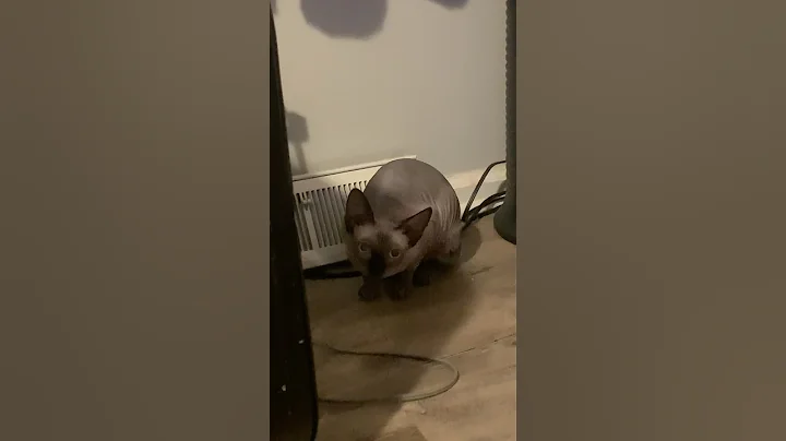 Video 10317451: cute sphynx