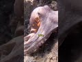 Makhluk Ini Bisa Menghilang di Depan Mata Kita 😱🐙 #gurita #otakkaget