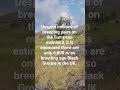 UK Black Grouse Fun Fact! #thehuntercotw #thehunter #hunting #cotw #gaming #shorts #gameplay #trivia