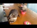 お鍋に入ったホタテをめぐるカワウソたちの戦い　Can Otters Share The Scallops in The Pot?