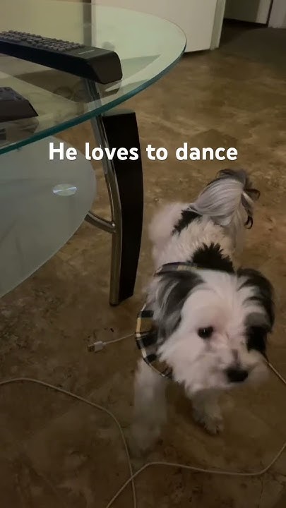 my-fur-baby-hear-music-and-he-dances-one-foot-at-a-time-youtube