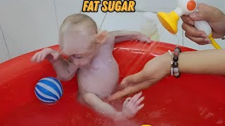 Baby Monkey SUGAR Obedient Follow Mom’s Order Eat Bath Sleep