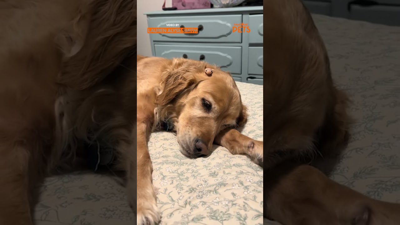 Когда твоя собака подружилась с существом, от которого меньше всего ожидала 🐍🐶 