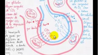 Los ¿Qué en el sistema respiratorio? capilares son