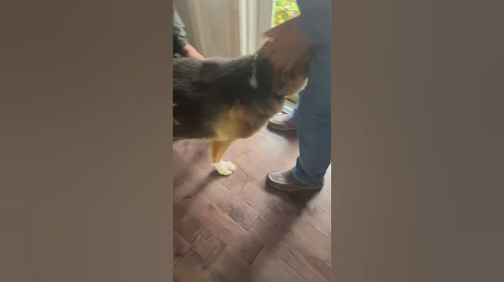 Leo is greeting friends #adoptdontshop #doglovers #rescue