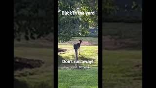Buck in the yard. ☺️
