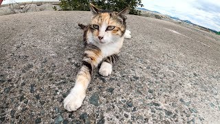 堤防の上で三毛猫をモフっていたらハチワレ猫も登ってきた