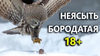 Бородатый репортаж.  Дневник натуралиста 2527 февраля 2024 г.