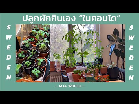 JAJA Life EP.5 ปลูกผักกินเองที่สวีเดน พาทัวร์ผักสวนครัวปลูกไว้กินเองในคอนโด