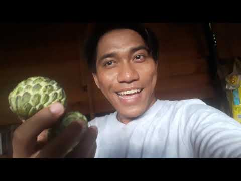 Cara Memeram Buah Srikaya