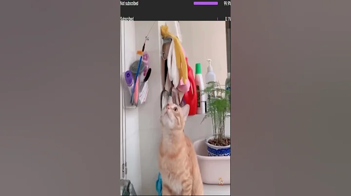 Video 11215041: cat kitten cutekitten, cat kitten dog, funny cat reaction