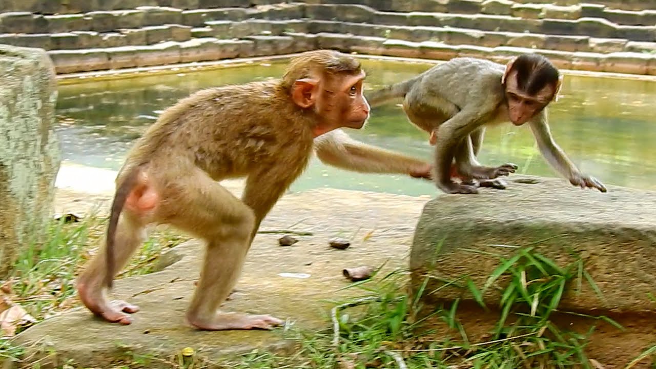 Monkey Sovan and Liza try to care safety while baby Rollo is not quiet