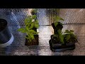 Building My Own Grow Chamber Building My Own Grow Chamber