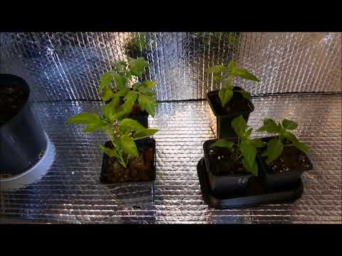 Building My Own Grow box