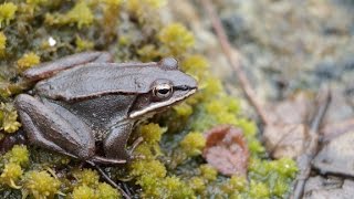 Vernal Pool Chronicles: Amphibian Migrations