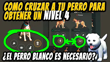 ¿Qué es un perro de nivel 4?