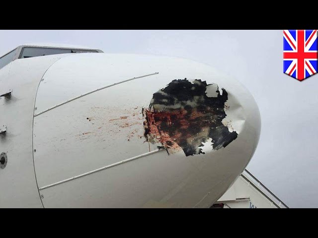 Bird strike: Bird smashes into plane, leaving EgyptAir nose a mess