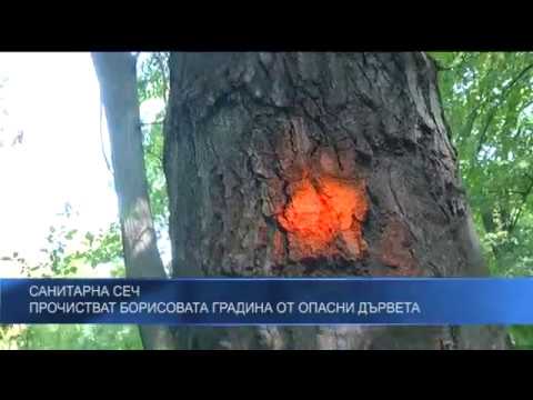 Видео: Професионална сеч на трудни и опасни дървета