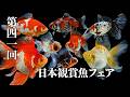 第41回日本観賞魚フェア　埼玉県加須市　2026年5月24日【金魚探訪記】