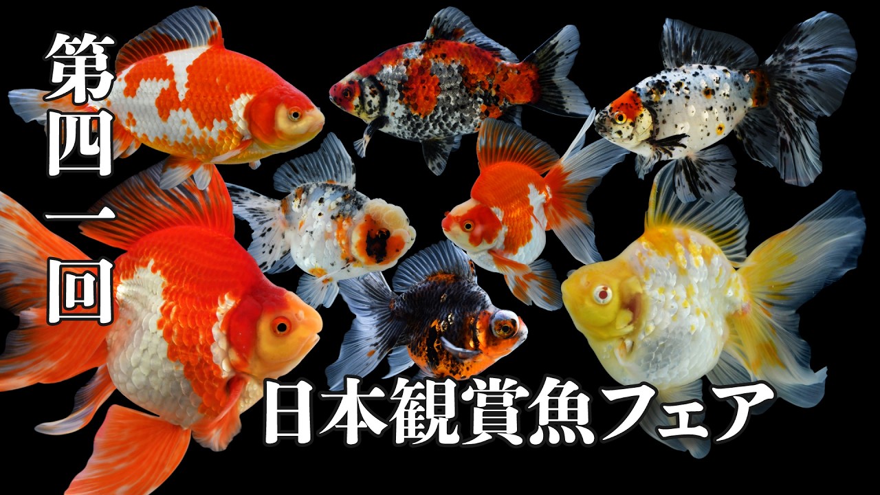 観賞魚5年目 KBO 【金魚探訪記】第41回 日本観賞魚フェア: ｜カミハタビジネス