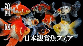 観賞魚5年目 KBO 【金魚探訪記】第41回 日本観賞魚フェア: ｜カミハタビジネス
