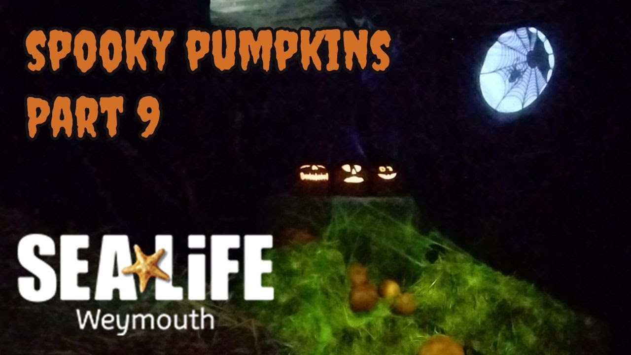 Spooky Pumpkins Part 9 Ascarium Trick Or Treat 2023 At Sealife 