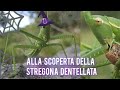 La STREGONA DENTELLATA La Cavalletta Più Grande D Europa HALLOWEEN EDITION