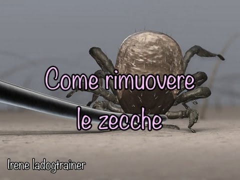 Come rimuovere le zecche