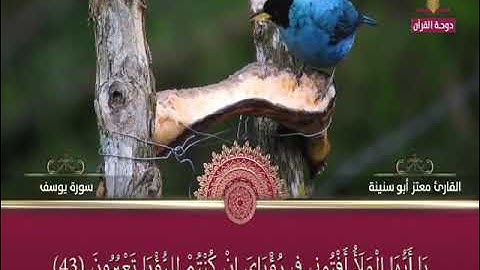 سورة يوسف للشيخ معتز ابو سنينه