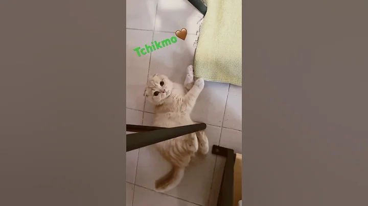 Watch the video about Scottish Fold Creme Color 🤎🐈 🥳♥️ #cat #cute #animals #catlover