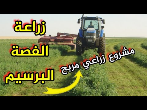 مشروع زراعة الفصة البرسيم كم ينتج هكتار في حصاد أرباح
