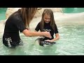 Swim with penguins in the usa unforgettable experience at tanganyika wildlife park kansas 