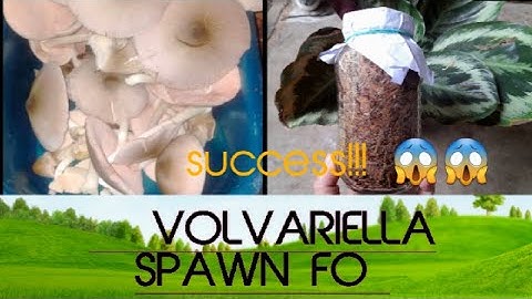 PAANO GUMAWA NG BINHI NG KABUTENG SAGING F0 (VOLVARIELLA SPAWN F0) |mushroom farming