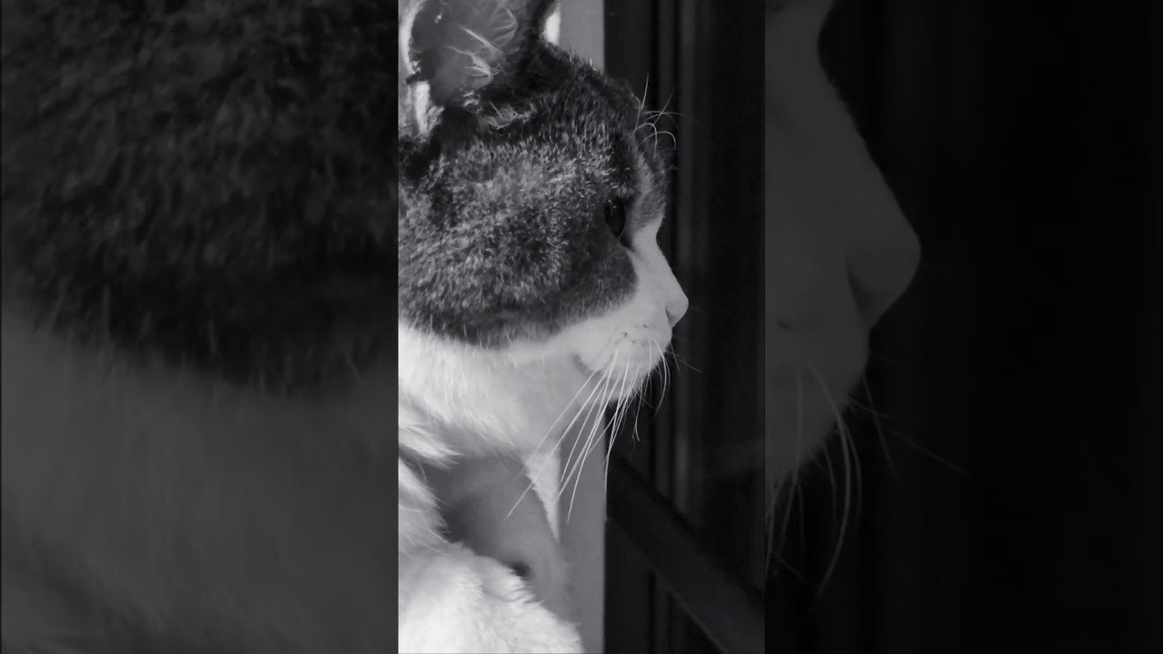 Happy time with catsforever #shorts #cat #cats #neko - YouTube