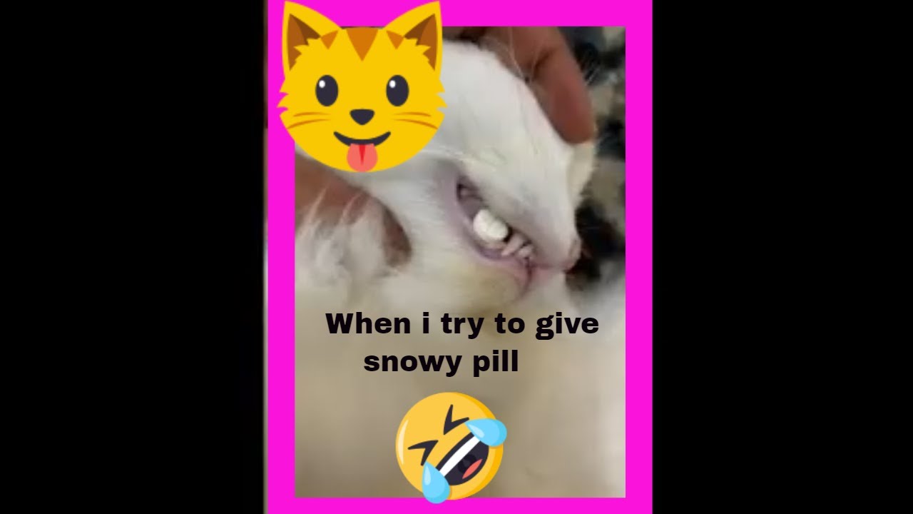 Cute Cat - Baby cat - Vet Visit - Funny Pets