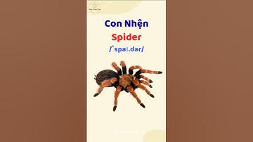 Con Nhện - Học từ vựng và phát âm tiếng Anh #thaytuvuitinh